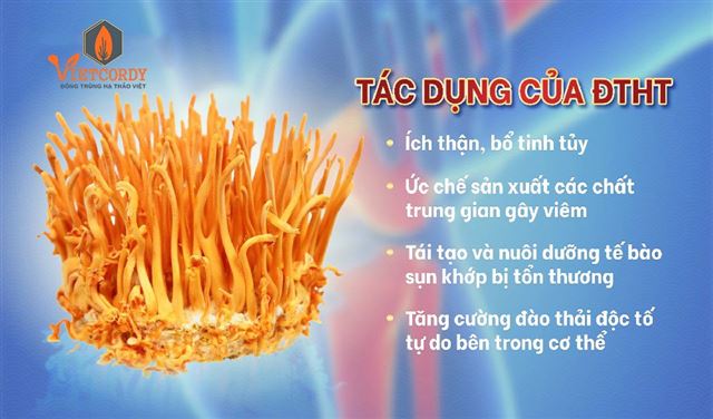 Đông trùng hạ thảo với bệnh xương khớp tốt như thế nào?