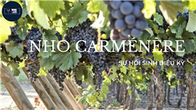 Nho CARMÉNÈRE sự hồi sinh diệu kỳ
