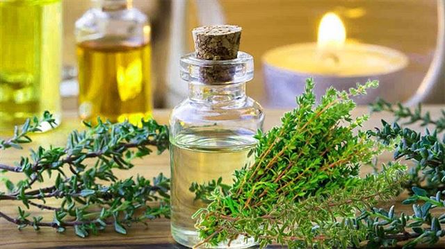 Cây xạ hương có tác dụng gì? Những bài thuốc chữa bệnh từ cỏ xạ hương