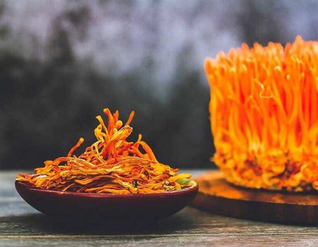 Những ai không nên sử dụng đông trùng hạ thảo?