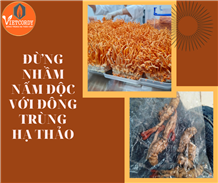 Đừng nhầm lẫn giữa nấm độc với đông trùng hạ thảo
