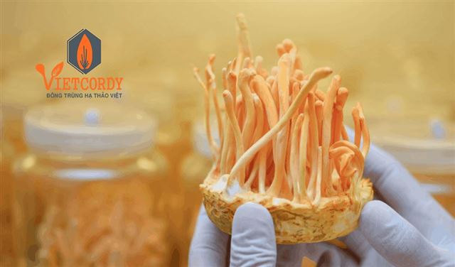 Người bị tiểu đường có uống được đông trùng hạ thảo không?