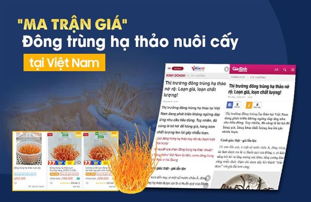 Người dùng Việt lạc vào “ma trận giá” của đông trùng hạ thảo nuôi cấy tại Việt Nam – Khi niềm tin đặt sai chỗ