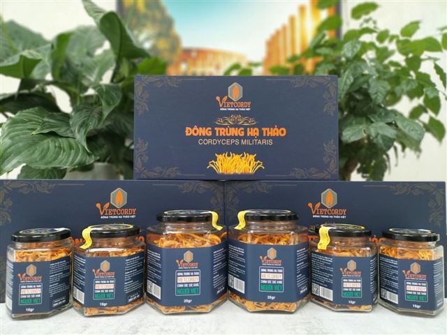 Đông trùng hạ thảo dưới góc nhìn Tây y