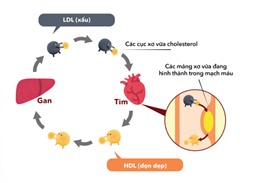 Cholesterol và Sức Khỏe Tim Mạch: Hiểu Đúng Để Sống Lâu – Sống Khỏe