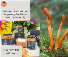 Nếu còn băn khoăn về đông trùng hạ thảo tự nhiên hay nuôi cấy, hãy xem bài viết này...