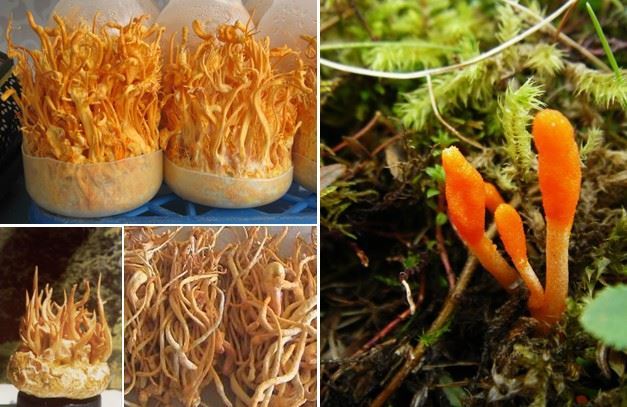 Tác dụng của đông trùng hạ thảo trong điều trị ung thư xương