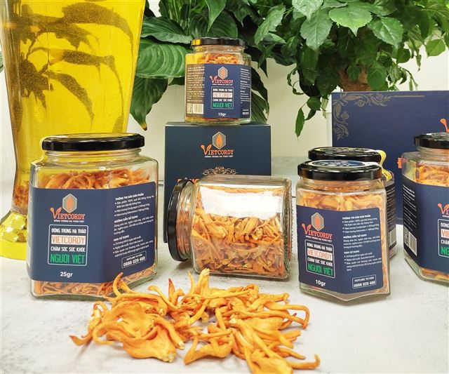 Đông trùng hạ thảo khô có tốt không? Công dụng và cách sử dụng đúng nhất