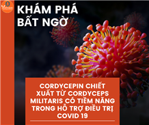 Cordycepin chiết xuất từ Cordyceps militaris có tiềm năng trong hỗ trợ điều trị Covid 19