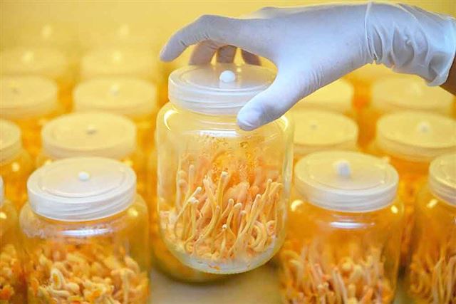 Cách dùng đông trùng hạ thảo cho người tiểu đường hay nhất.