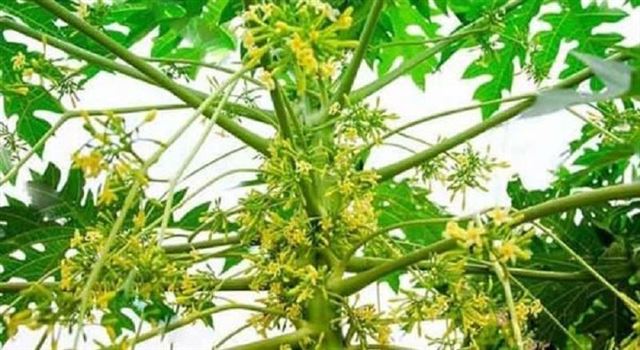 Thực hư công dụng chữa bệnh của hoa đu đủ đực, đây là 4 bài thuốc hiệu quả nhất nhưng tuyệt đối tránh sai lầm này!