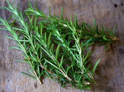 Cây hương thảo có tác dụng gì? Những tác hại của cây hương thảo ít người biết.