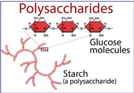 Polysaccharide là gì? Polysaccharide có tác dụng gì?
