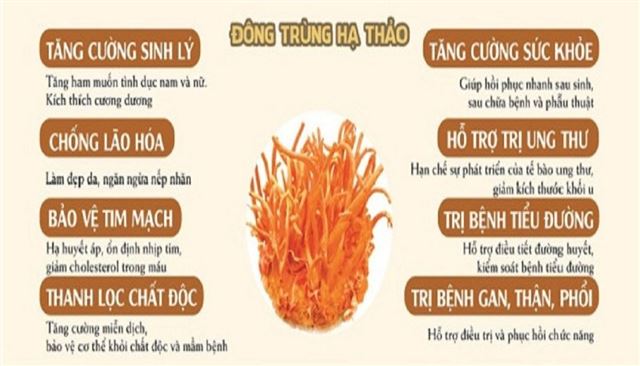 12 Tác dụng của đông trùng hạ thảo tốt cho sức khỏe