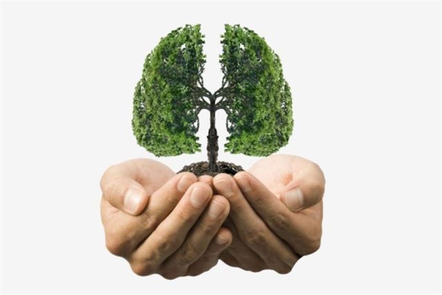 Đông trùng Hạ thảo tốt cho phổi như thế nào?