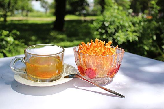Phân Loại Đông Trùng Hạ Thảo Bạn Cần Biết.