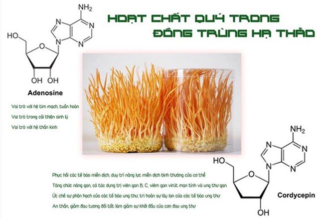 Adenosine và Cordycepin trong đông trùng hạ thảo