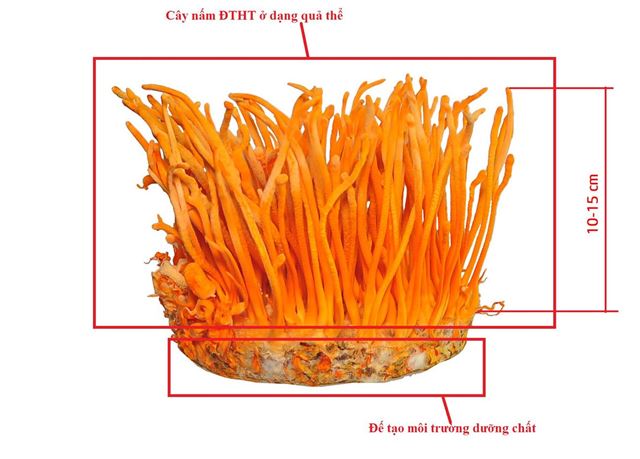 Những hiểu biết về nấm Đông trùng hạ thảo.