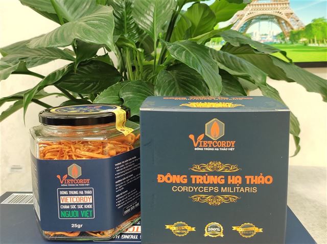 Đông trùng Hạ thảo có tác dụng tốt với bệnh gan nhiễm mỡ.