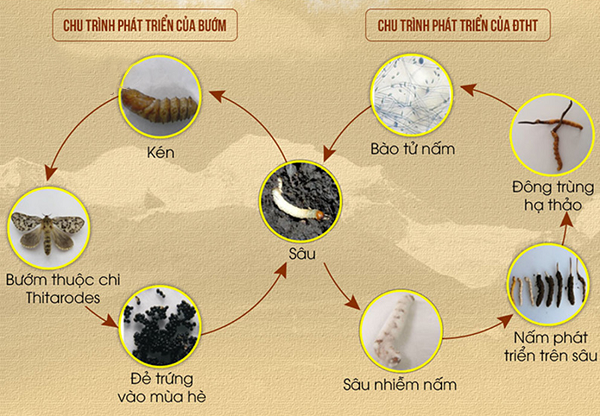Giải đáp: Đông trùng hạ thảo là cây hay con?