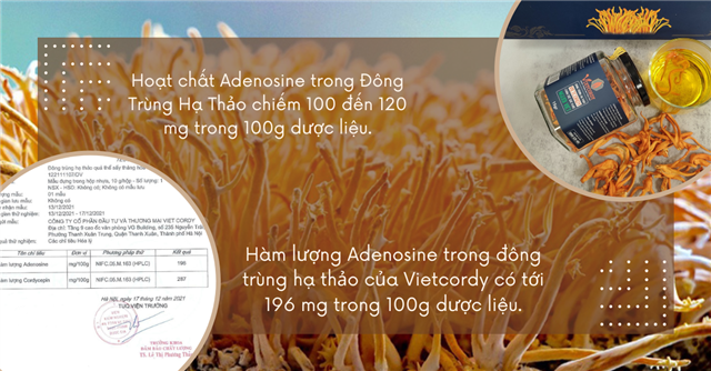 ADENOSINE - 1 trong 2 dược chất vàng trong đông trùng hạ thảo