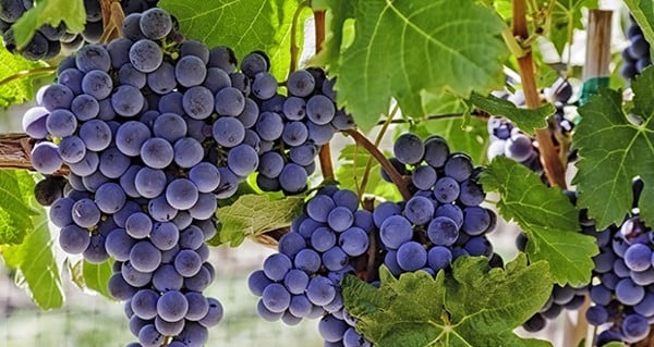 CARMENERE - Quốc nho của CHI LÊ – Vinwine.vn