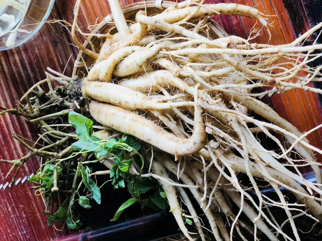 vị thuốc từ đảng sâm