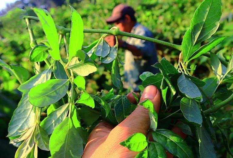 Chè dây là cây mọc hoang nhiều ở các tỉnh miền Bắc nước ta
