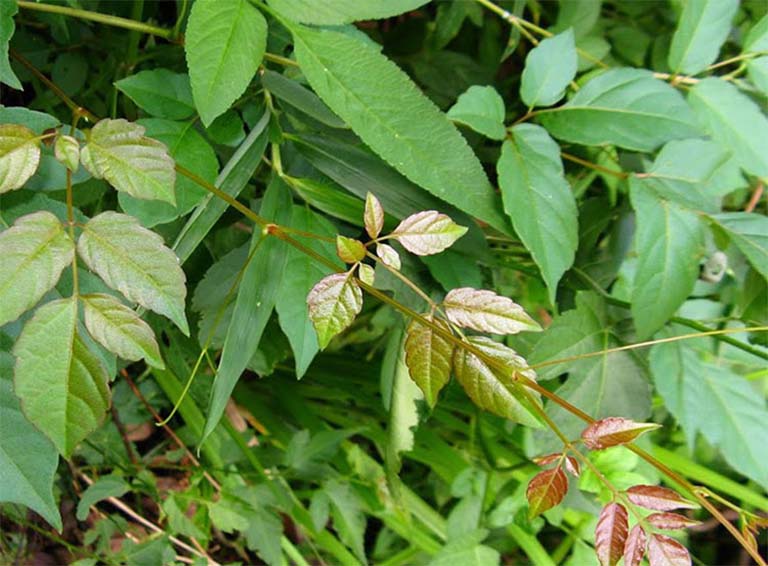 Trong cây chè dây có chứa thành phần hoạt chất flavonoid và tanin với tác dụng kháng khuẩn, chống viêm và giảm đau do niêm mạc dạ dày bị tổn thương