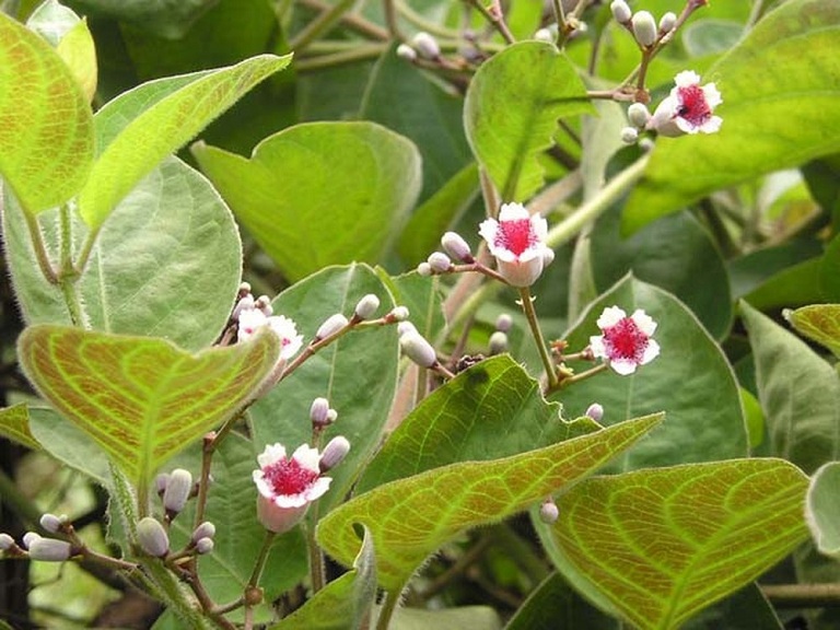 lá chữa bệnh dạ dày