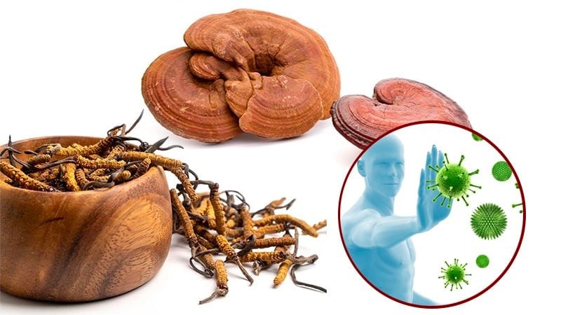 Nấm linh chi kết hợp với đông trùng hạ thảo có tác dụng gì?