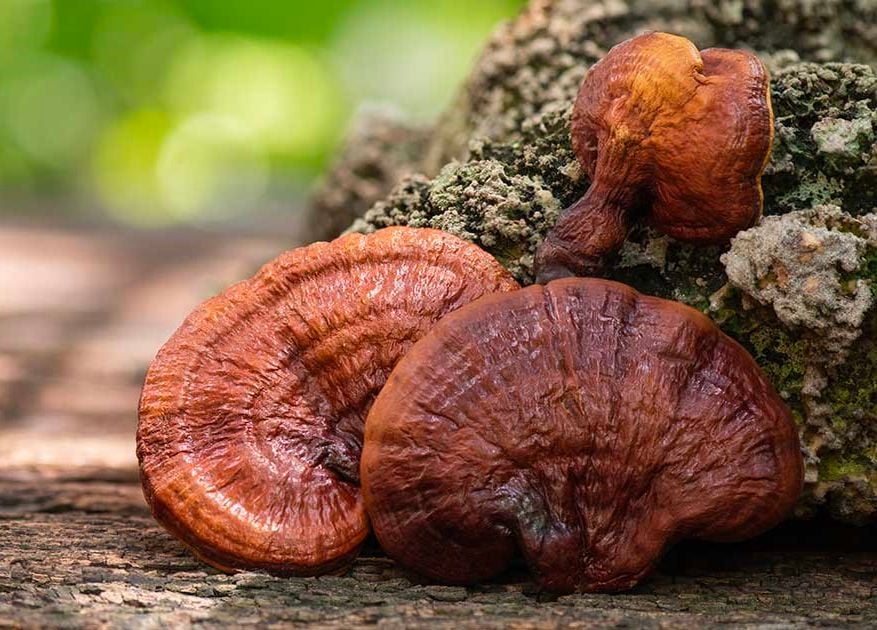 Nấm linh chi kết hợp với đông trùng hạ thảo có tác dụng gì?