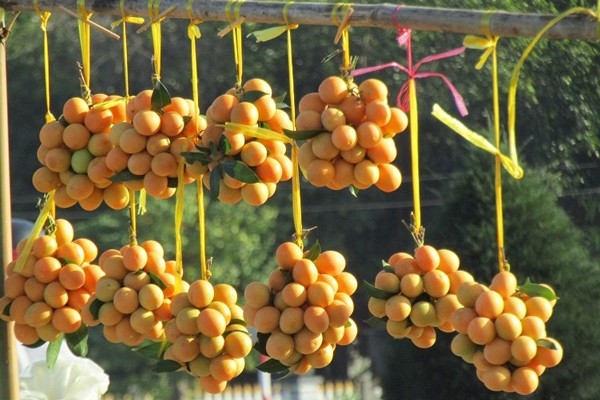 Thanh trà là quả gì? Tác dụng của quả thanh trà - 1
