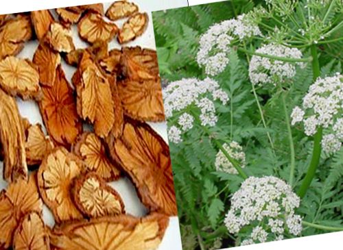 Bác sĩ y học cổ truyền chỉ cách ứng phó với tiết trời nồm ẩm - Ảnh 5. Bác sĩ y học cổ truyền chỉ cách ứng phó với tiết trời nồm ẩm - Ảnh 5.