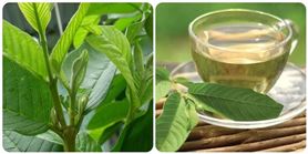 15 tác dụng của lá ổi với sức khoẻ bạn không nên bỏ qua