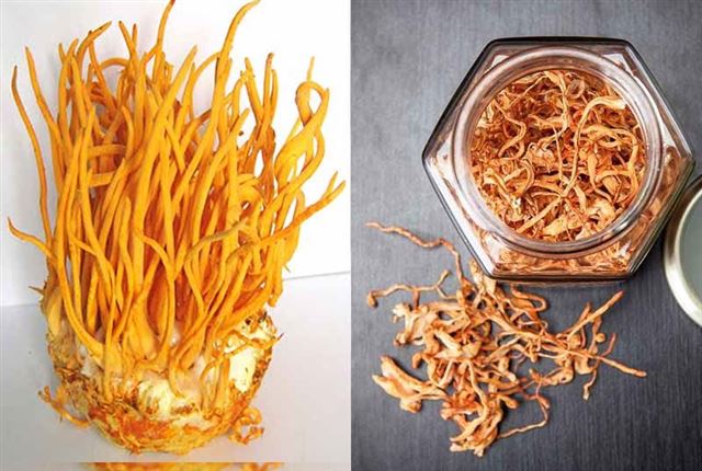 Phân biệt Đông trùng hạ thảo tươi và Đông trùng hạ thảo khô.