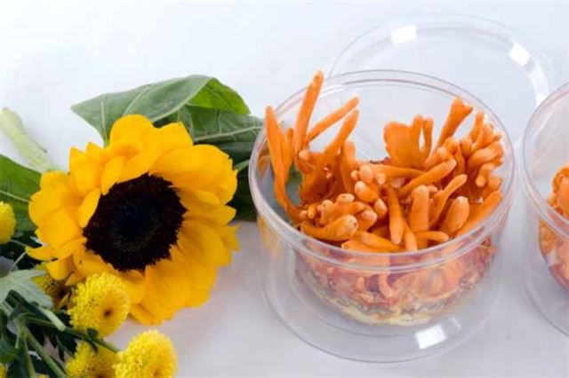 Cách xử lý đông trùng hạ thảo bị mốc