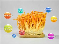 Tiết lộ 12 công dụng tuyệt vời của đông trùng hạ thảo