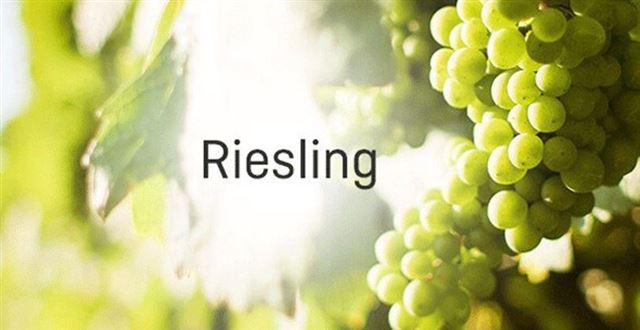 Tìm hiểu về giống nho Riesling –  Rượu, lịch sử và đặc điểm 