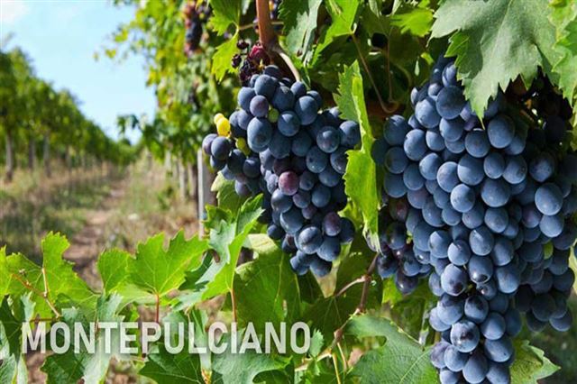 Tìm hiểu về giống nho Montepulciano.