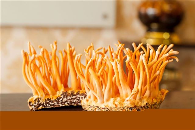 Hướng dẫn bảo quản đông trùng hạ thảo khô đúng chuẩn.