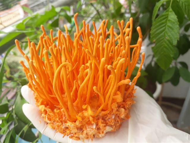 Cách dùng đông trùng hạ thảo cho người ung thư an toàn.