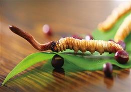 Cách uống đông trùng hạ thảo tốt nhất cho sức khỏe