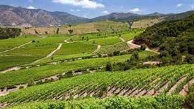 Thung lũng Colchagua – thung lũng của rượu vang Chile